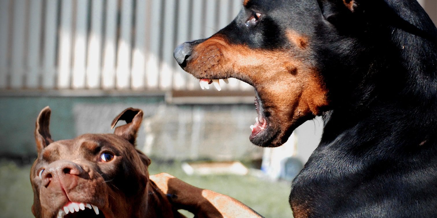 Two dog playing aggressively