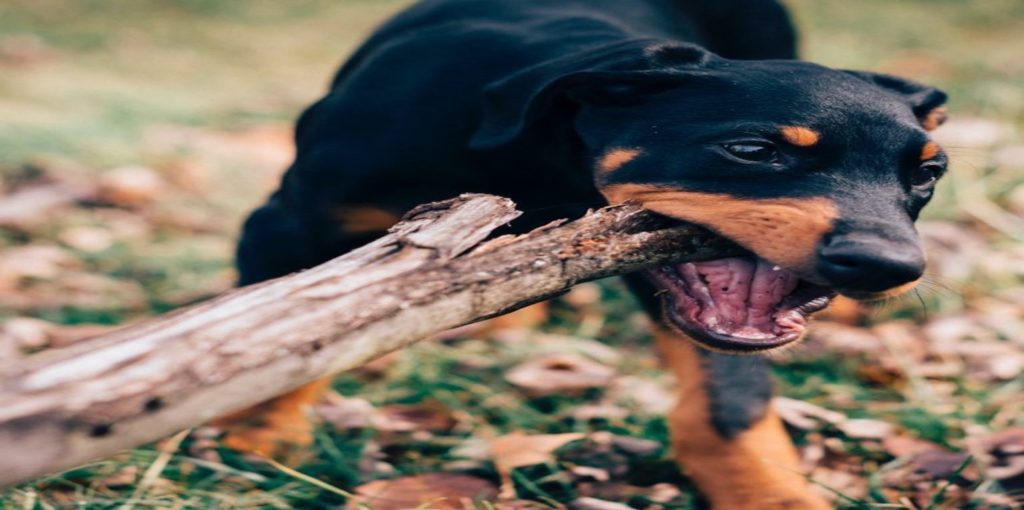 A black dog biting a wooden stick