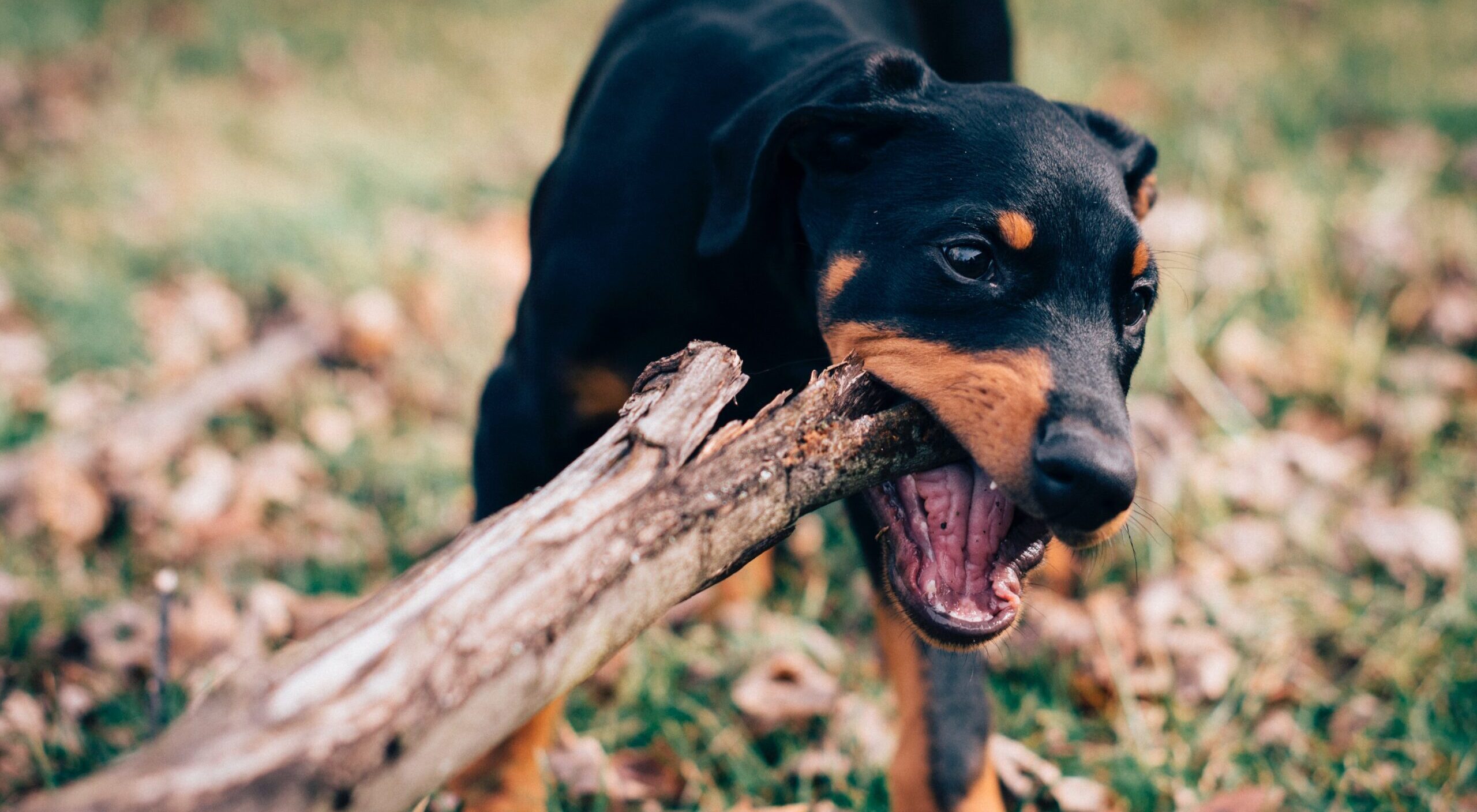 dog biting wood