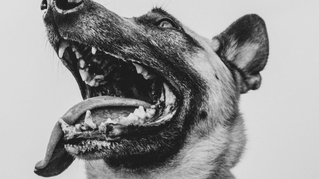 dog bite